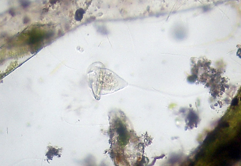 Rio del Campovecchio RE 04-10-08: Vorticella sp.